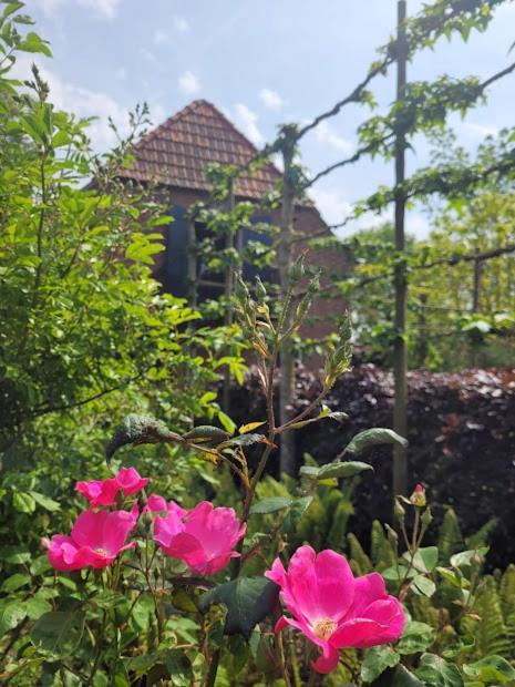 Studio Nok Bij Den Bosch Den Dungen Exterior foto